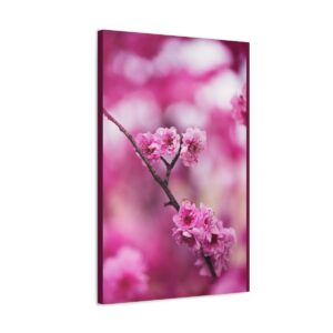 Cherry Blossom in Spring