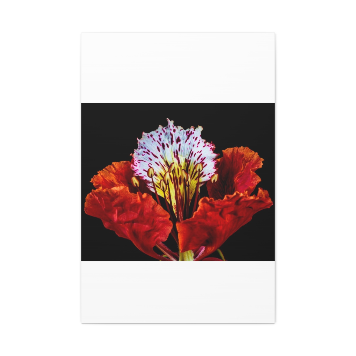 'Colour Burst' Satin Canvas, Stretched - Image 29