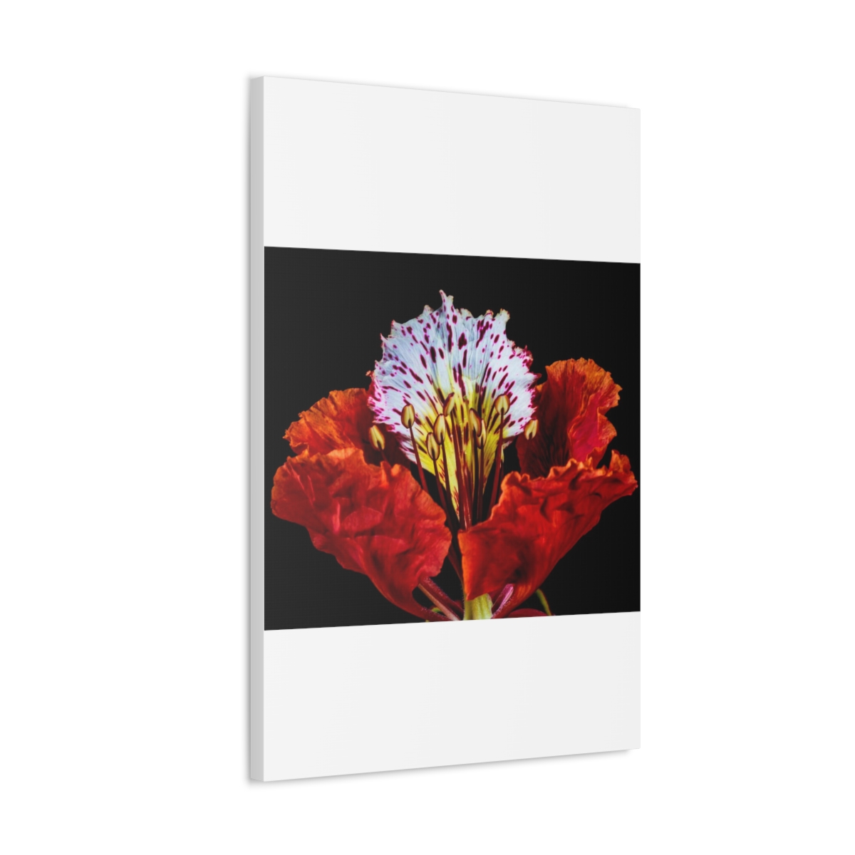 'Colour Burst' Satin Canvas, Stretched - Image 30