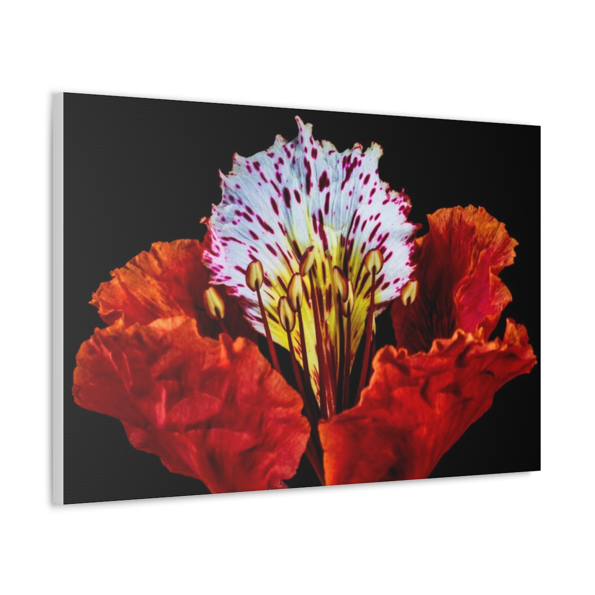 'Colour Burst' Satin Canvas, Stretched - Image 2
