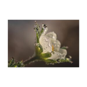 Delicate Flower with Light Rain Drops
