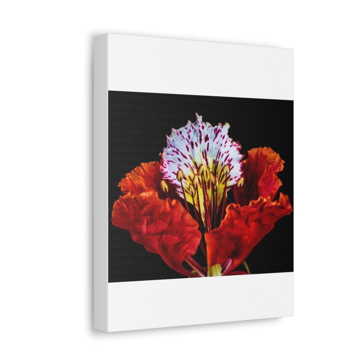 'Colour Burst' Satin Canvas, Stretched - Image 14