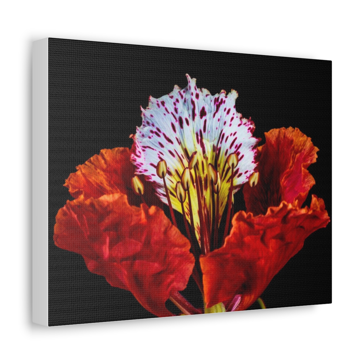 'Colour Burst' Satin Canvas, Stretched - Image 34
