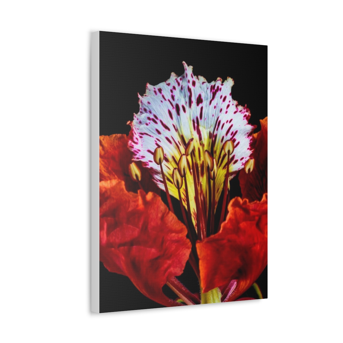 'Colour Burst' Satin Canvas, Stretched - Image 22
