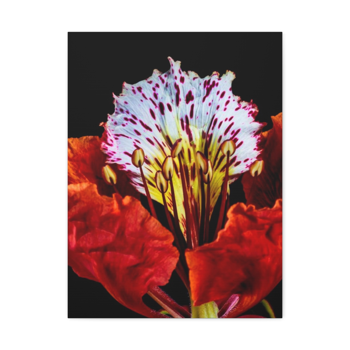 'Colour Burst' Satin Canvas, Stretched - Image 21