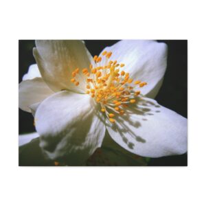 Beautiful Summer Jasmine Print - Satin Canvas, Stretched