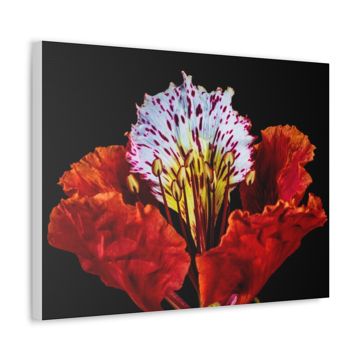 'Colour Burst' Satin Canvas, Stretched - Image 42