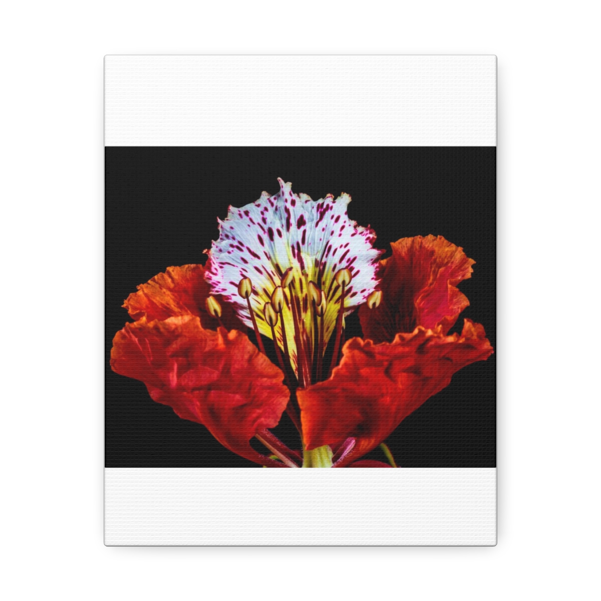 'Colour Burst' Satin Canvas, Stretched - Image 5