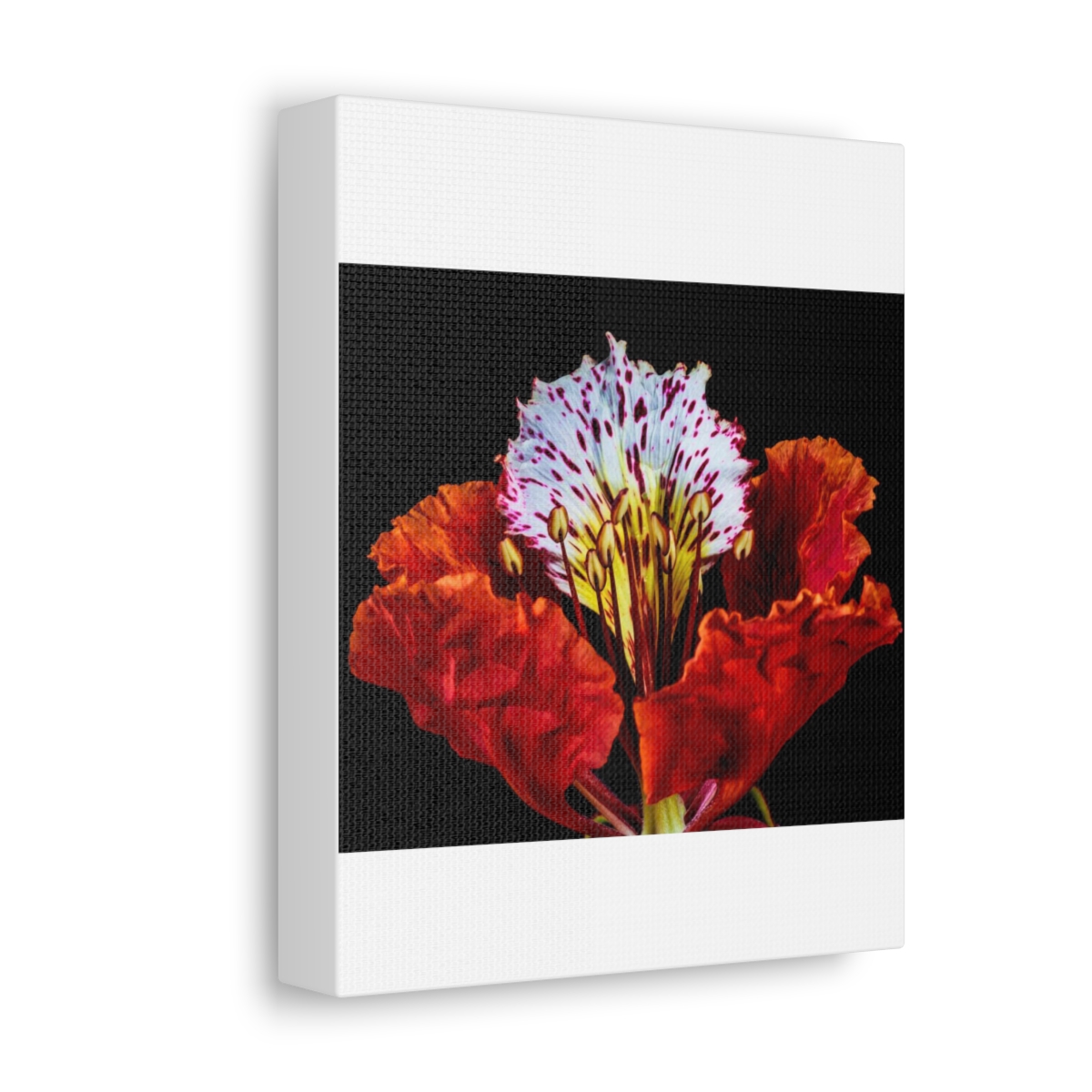 'Colour Burst' Satin Canvas, Stretched - Image 6
