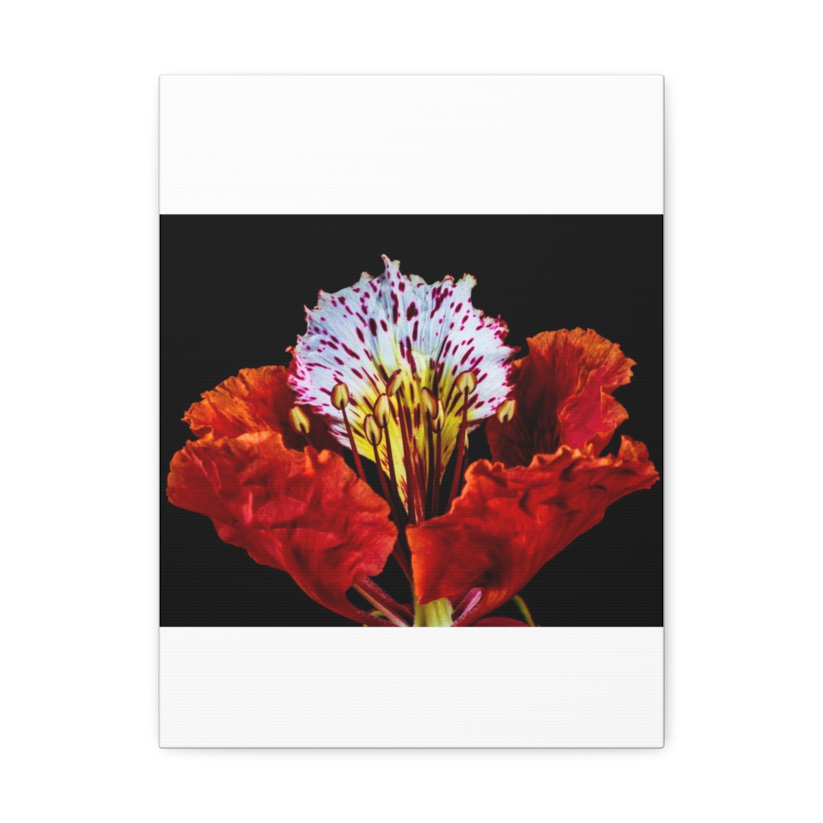 'Colour Burst' Satin Canvas, Stretched - Image 17