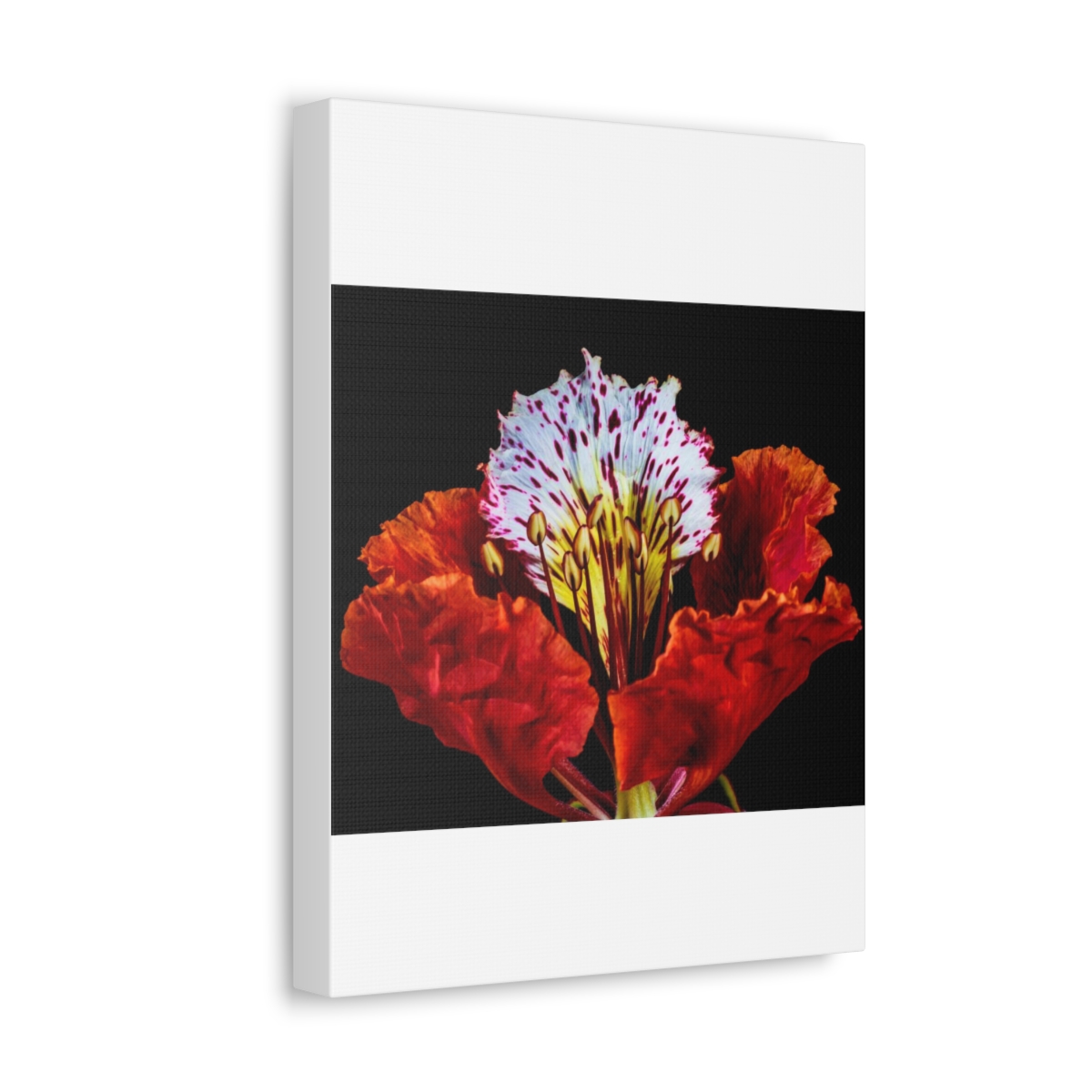 'Colour Burst' Satin Canvas, Stretched - Image 18
