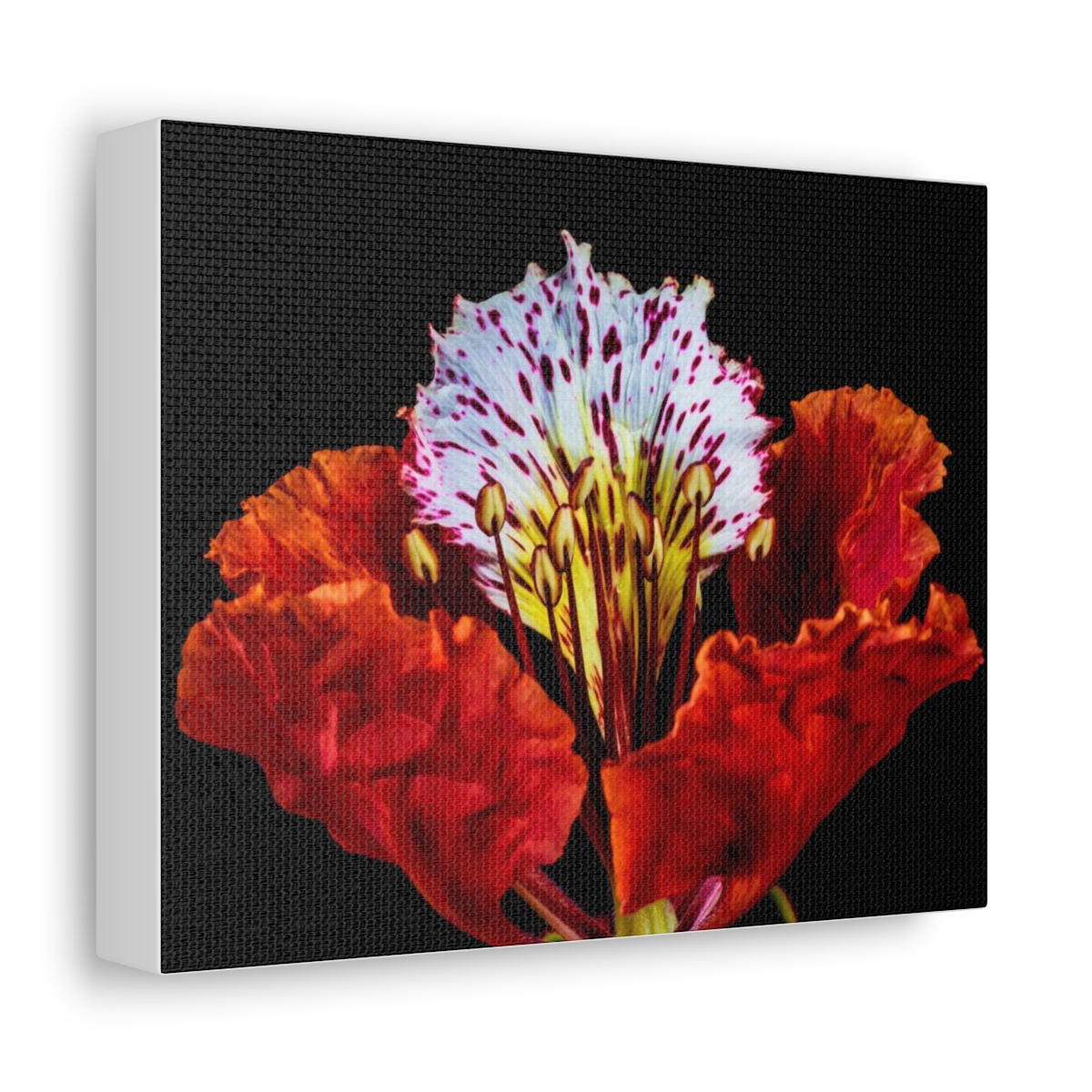'Colour Burst' Satin Canvas, Stretched - Image 10