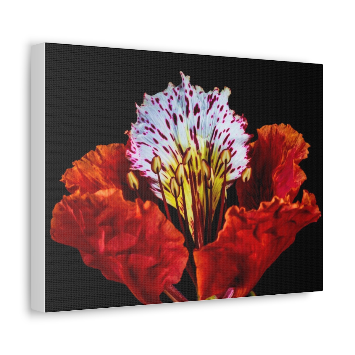 'Colour Burst' Satin Canvas, Stretched - Image 38