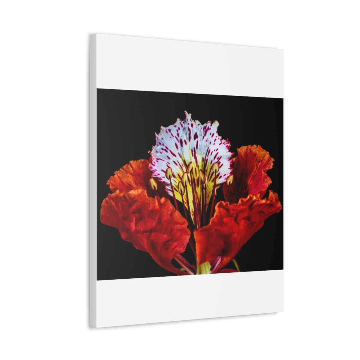 'Colour Burst' Satin Canvas, Stretched - Image 26