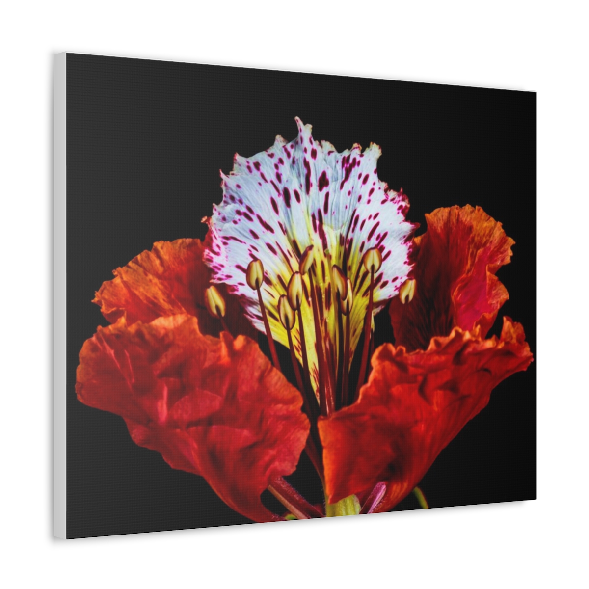 'Colour Burst' Satin Canvas, Stretched - Image 46