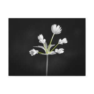 Forrest Magic - Satin Canvas, Stretched