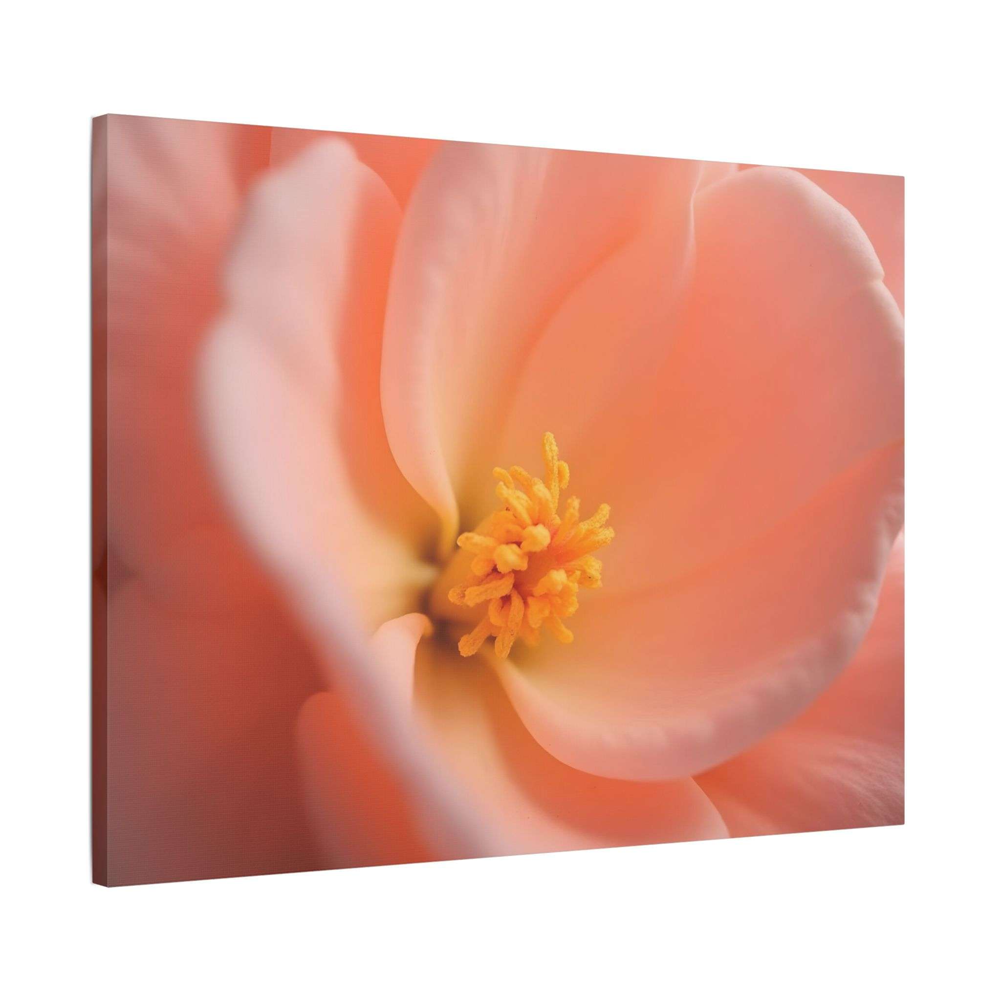 🌸 Forest Light Collection – Secret Glade - Image 22